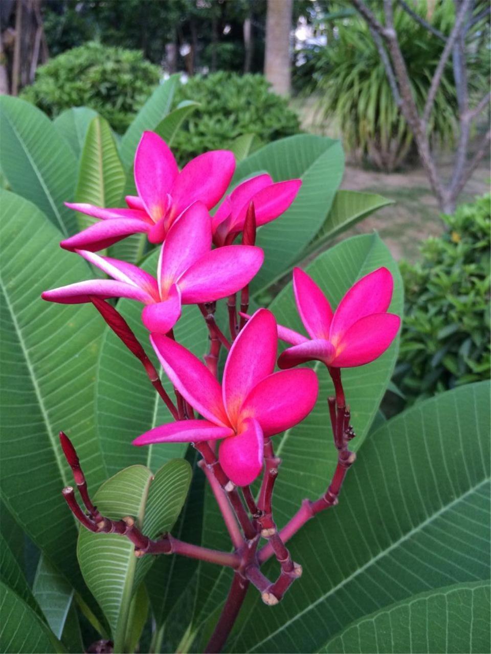 Grown sanya seashore. Gentle grown Sanya Seashore 4.